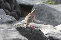 IMG_4295