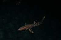IMG_8092