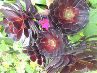 DSCN8397