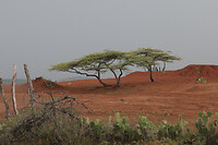 IMG_8768