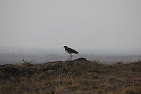 IMG_8785