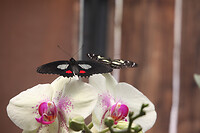 IMG_9811