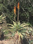 IMG_1598