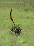 IMG_1610