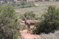 IMG_6977