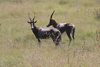 IMG_7087