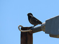 IMG_1916