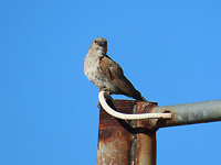 IMG_1945