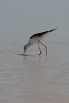 IMG_7396