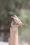 IMG_7662