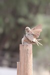 IMG_7663