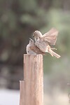 IMG_7665