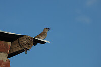 IMG_7682
