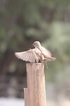 IMG_7697