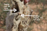 Nest