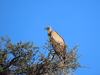 IMG_2081