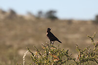 IMG_7852