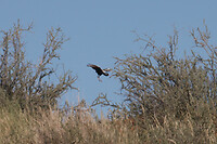 IMG_7895