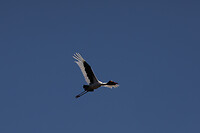 GHR_0045
