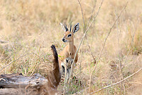 GHR_9846
