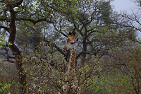 GHR_9896