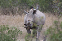 GHR_9906