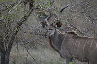 GHR_9943