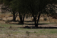 GHR_0519