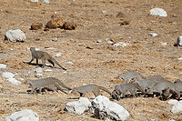 GHR_1196