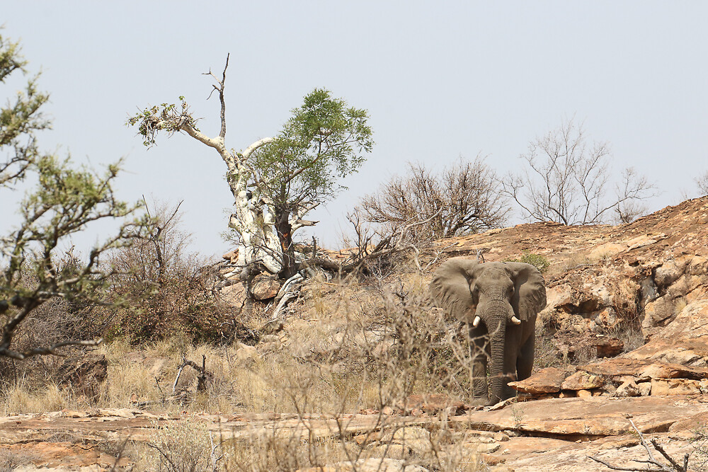 A-12