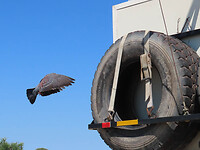 IMG_5732