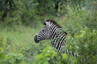 GHR_0881