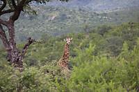 GHR_0893