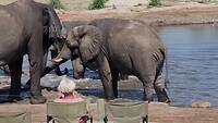 Elephant Sands