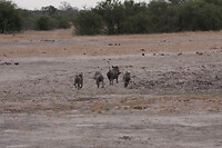 IMG_7806