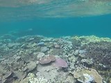 Dag 4 Great Barrier Reef