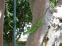 groen beest