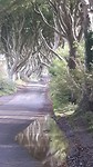 Dark Hedges