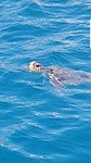 Caretta Caretta schildpas