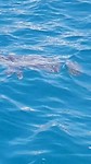 Caretta Caretta schildpad