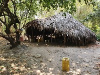 Het huis van de palmboomman