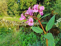 20200727_193247