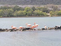 Flamingo's