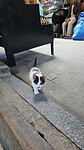 Heel veel kittens in de medina
