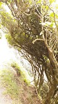 Verwaaide bomen op Nugget Point