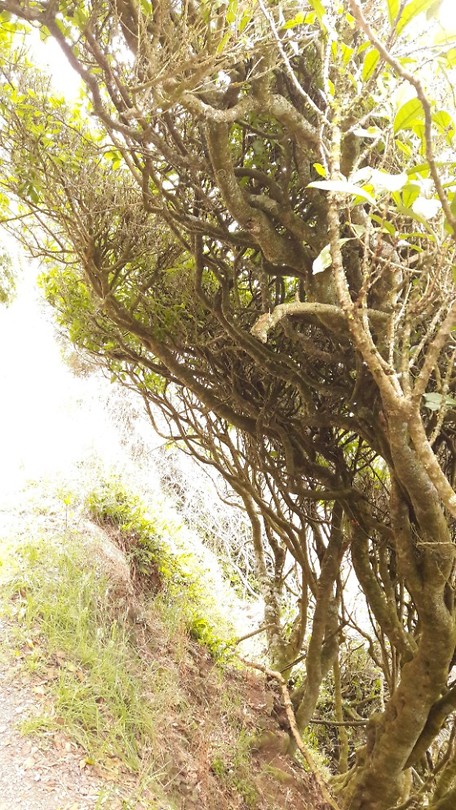 Verwaaide bomen op Nugget Point