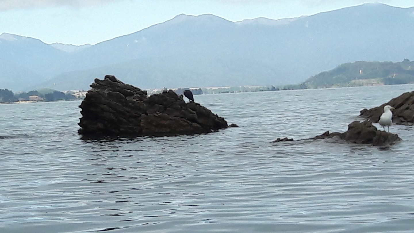 Bird spotting met de kayak
