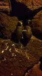 Pinguïns bij St Kilda
