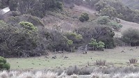 The great Ocean road: kangeroes