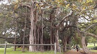 Park Sydney: wat een booooom